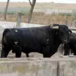 Feria de San Fermín 2019. Toros de Cebada Gago
