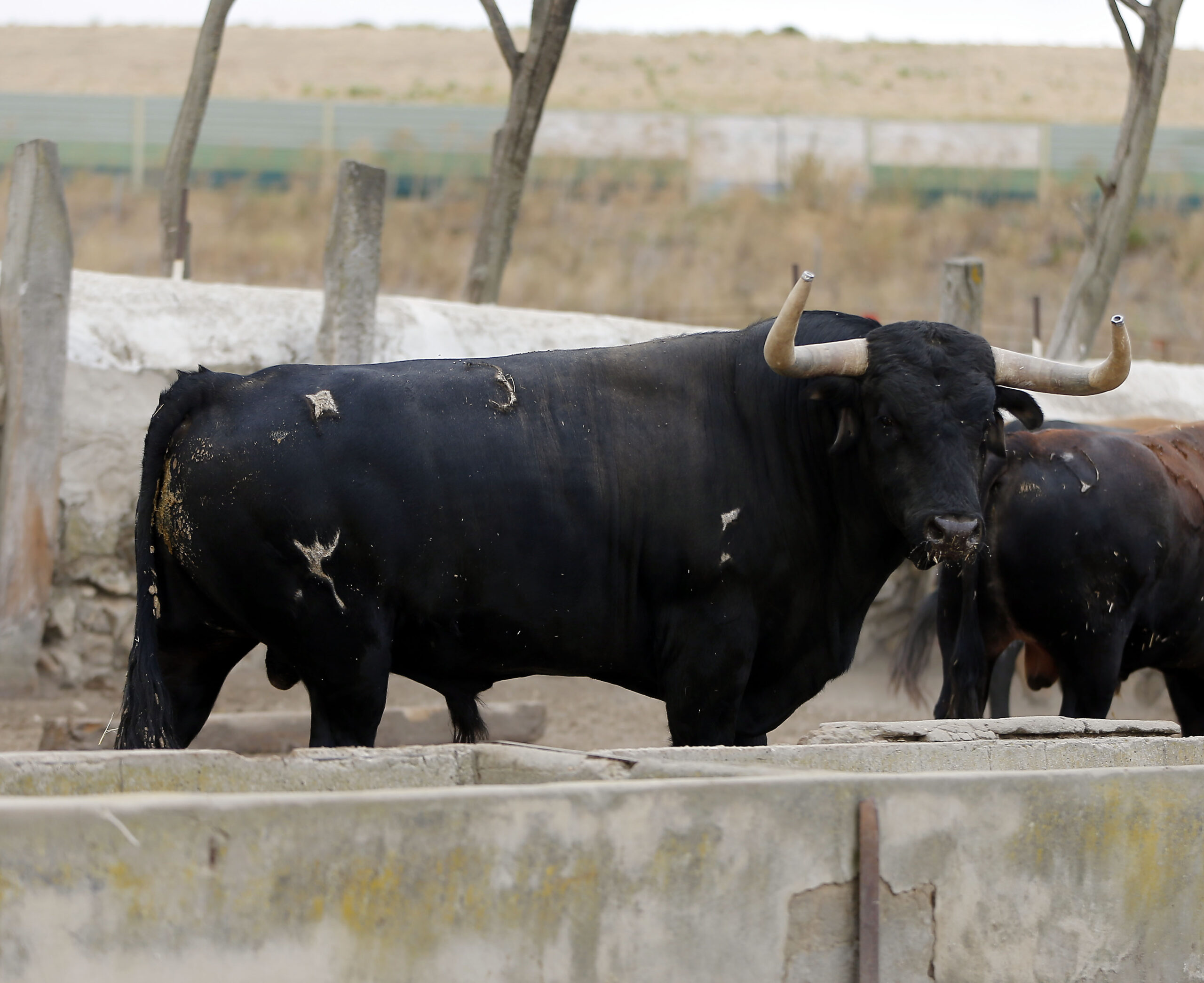 Feria de San Fermín 2019. Toros de Cebada Gago