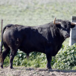 Feria de San Fermín 2019. Toros de La Palmosilla