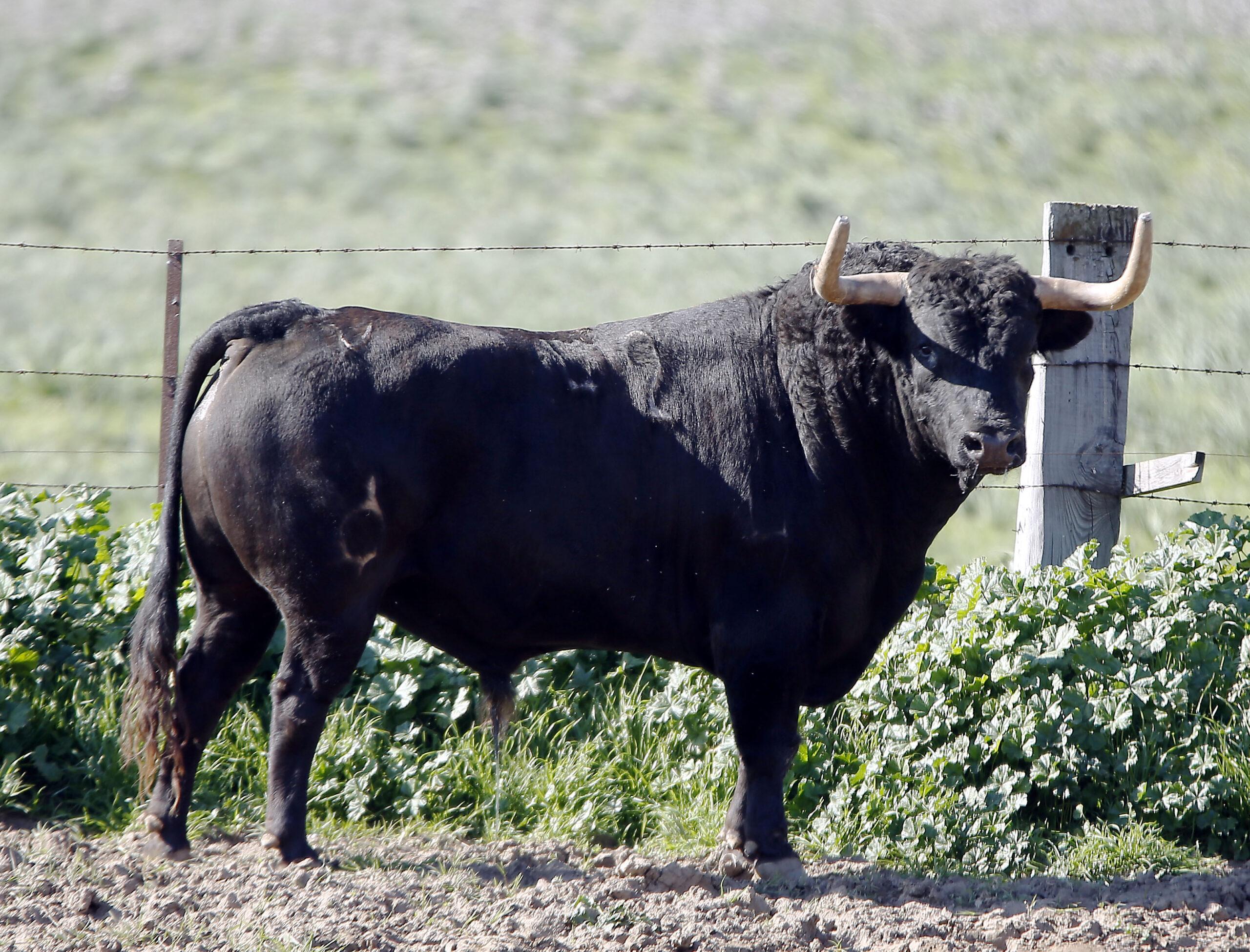 Feria de San Fermín 2019. Toros de La Palmosilla