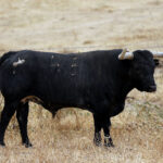 Feria de San Fermín 2019. Toros de Miura