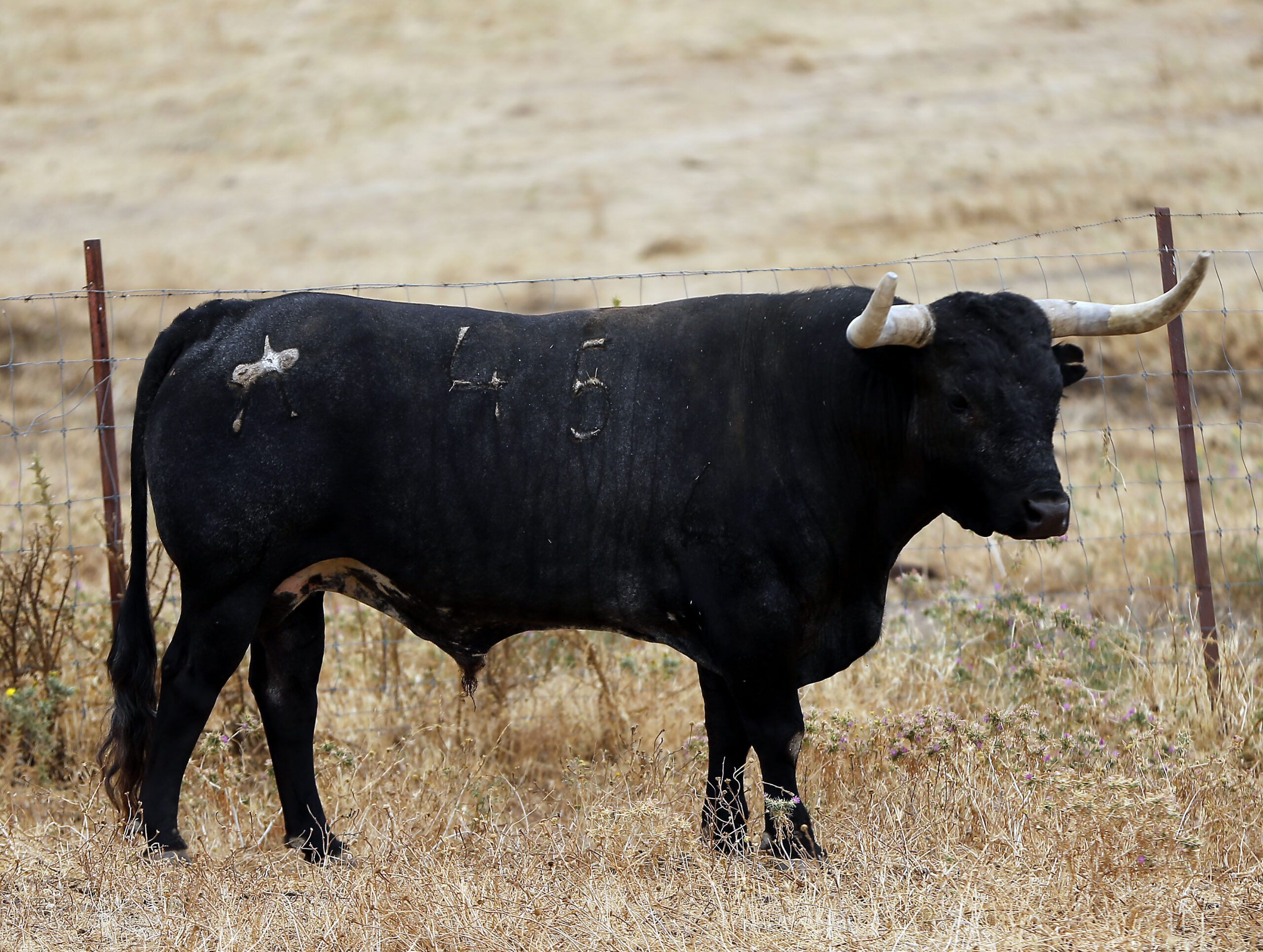 Feria de San Fermín 2019. Toros de Miura