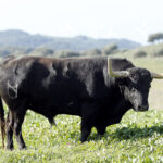 Feria de San Fermín 2019. Toros de Núñez del Cuvillo
