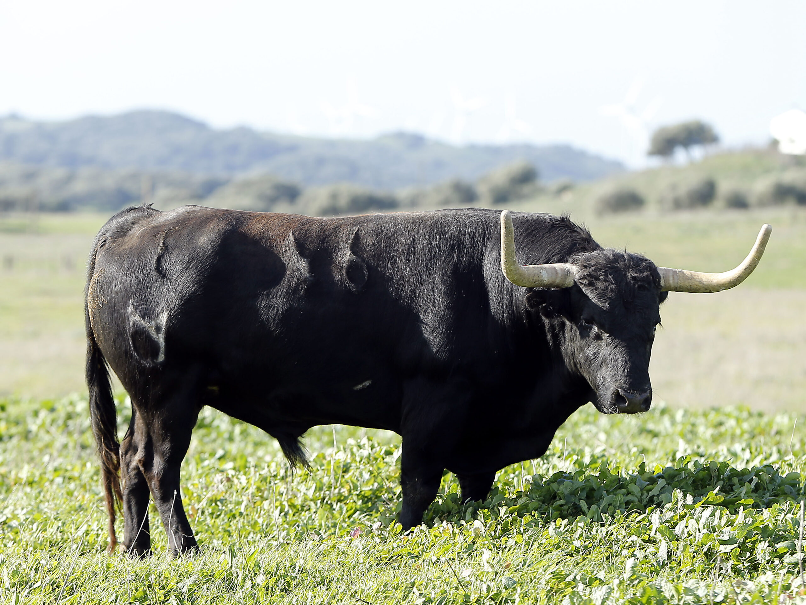Feria de San Fermín 2019. Toros de Núñez del Cuvillo