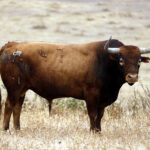 Feria de San Fermín 2019. Toros de Miura