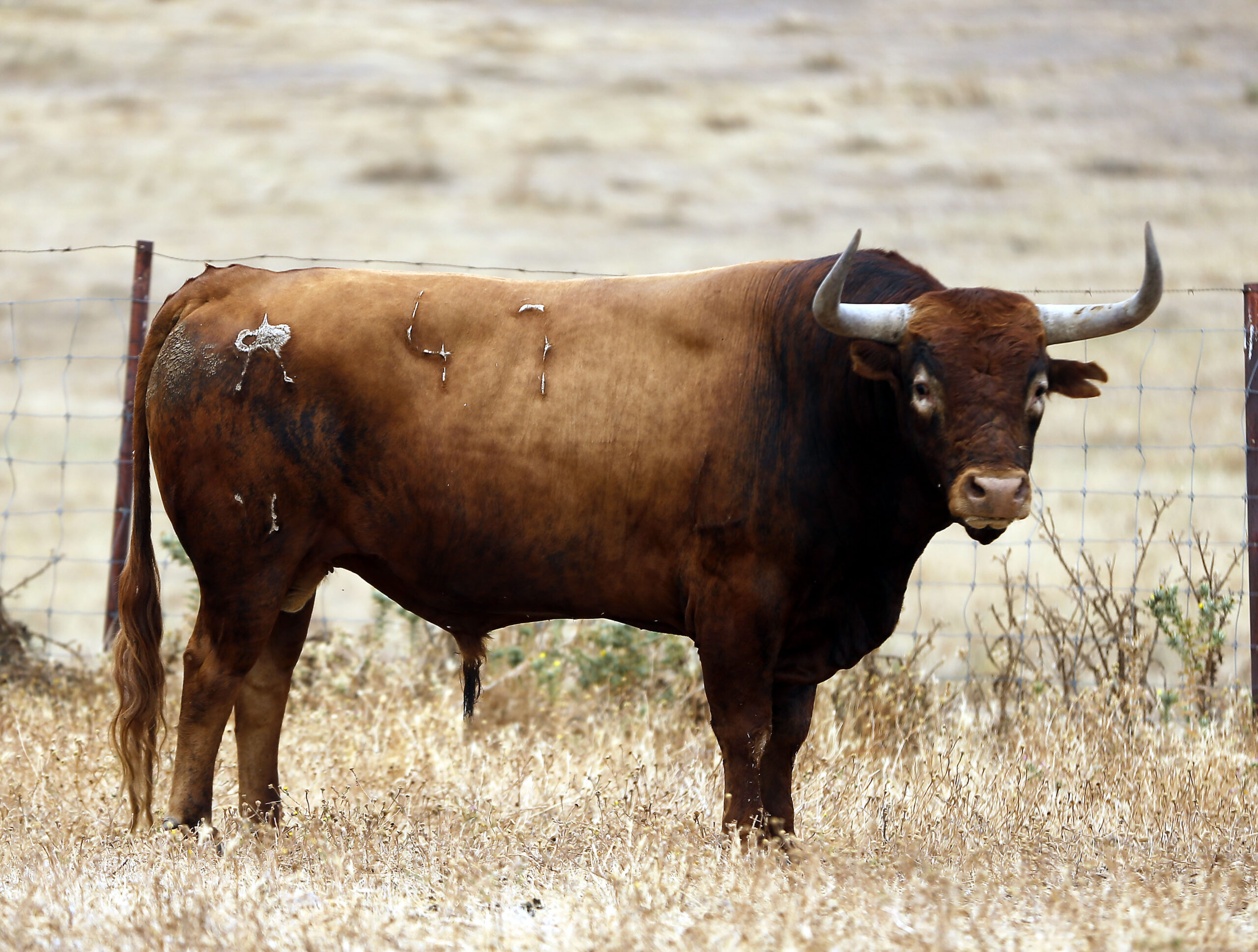 Feria de San Fermín 2019. Toros de Miura