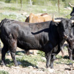 Feria de San Fermín 2019. Toros de La Palmosilla