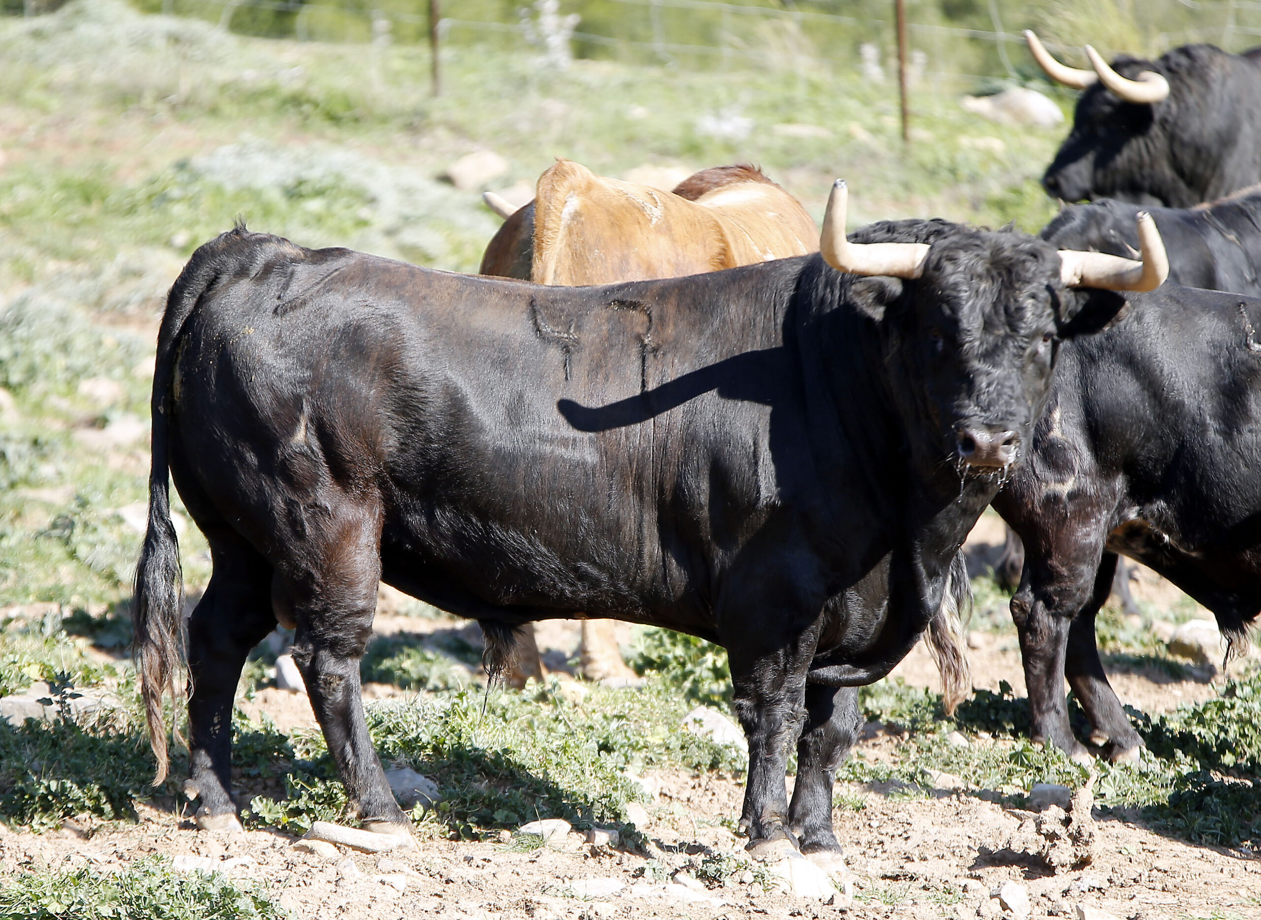 Feria de San Fermín 2019. Toros de La Palmosilla