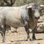 Toros de Adolfo Martín para Íscar. 4 de agosto de 2019.