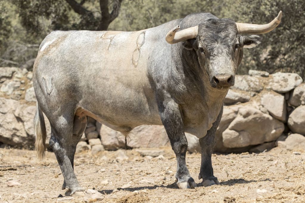 Toros de Adolfo Martín para Íscar. 4 de agosto de 2019.