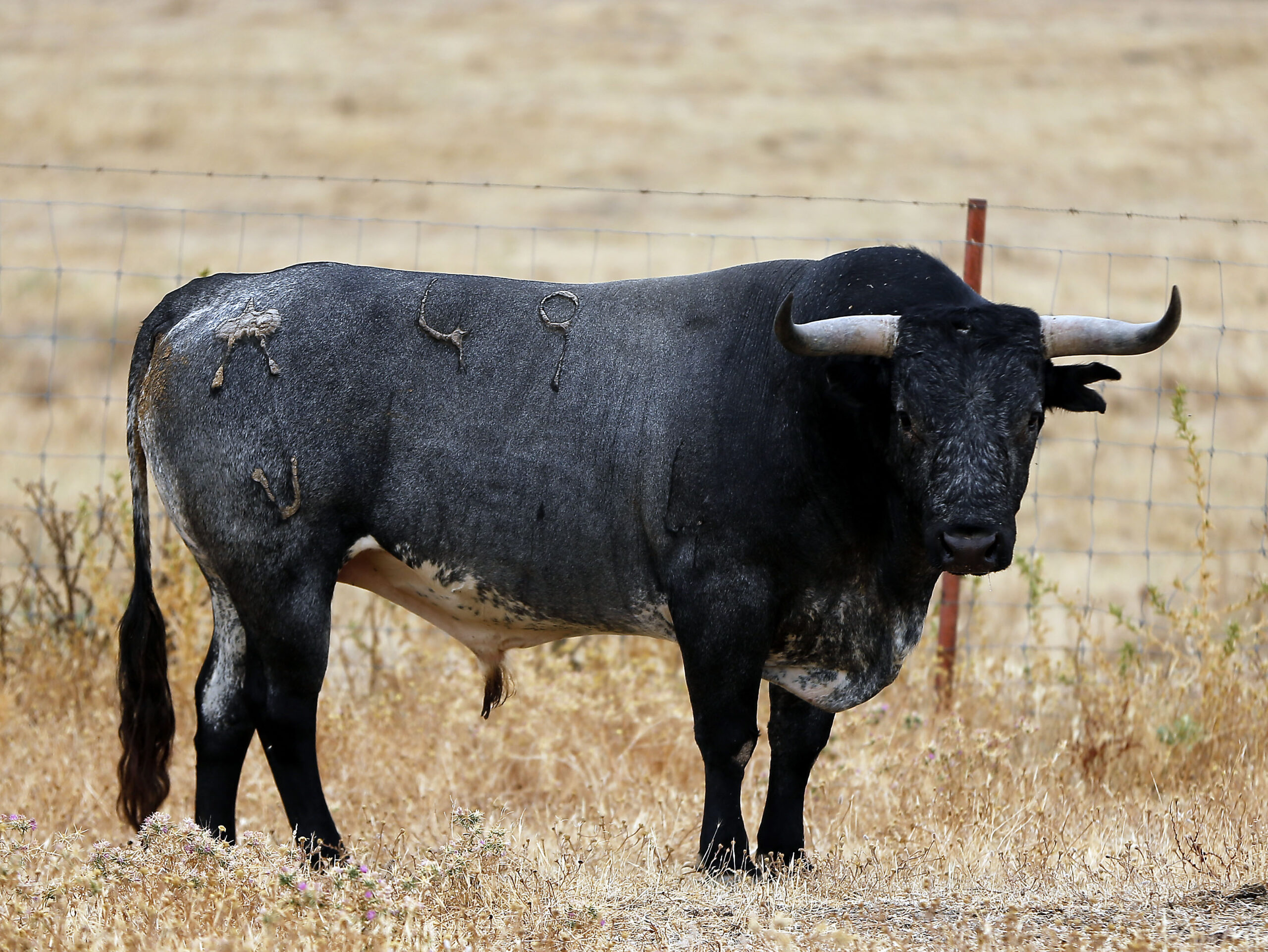 Feria de San Fermín 2019. Toros de Miura