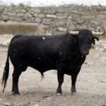 Feria de San Fermín 2019. Toros de Cebada Gago