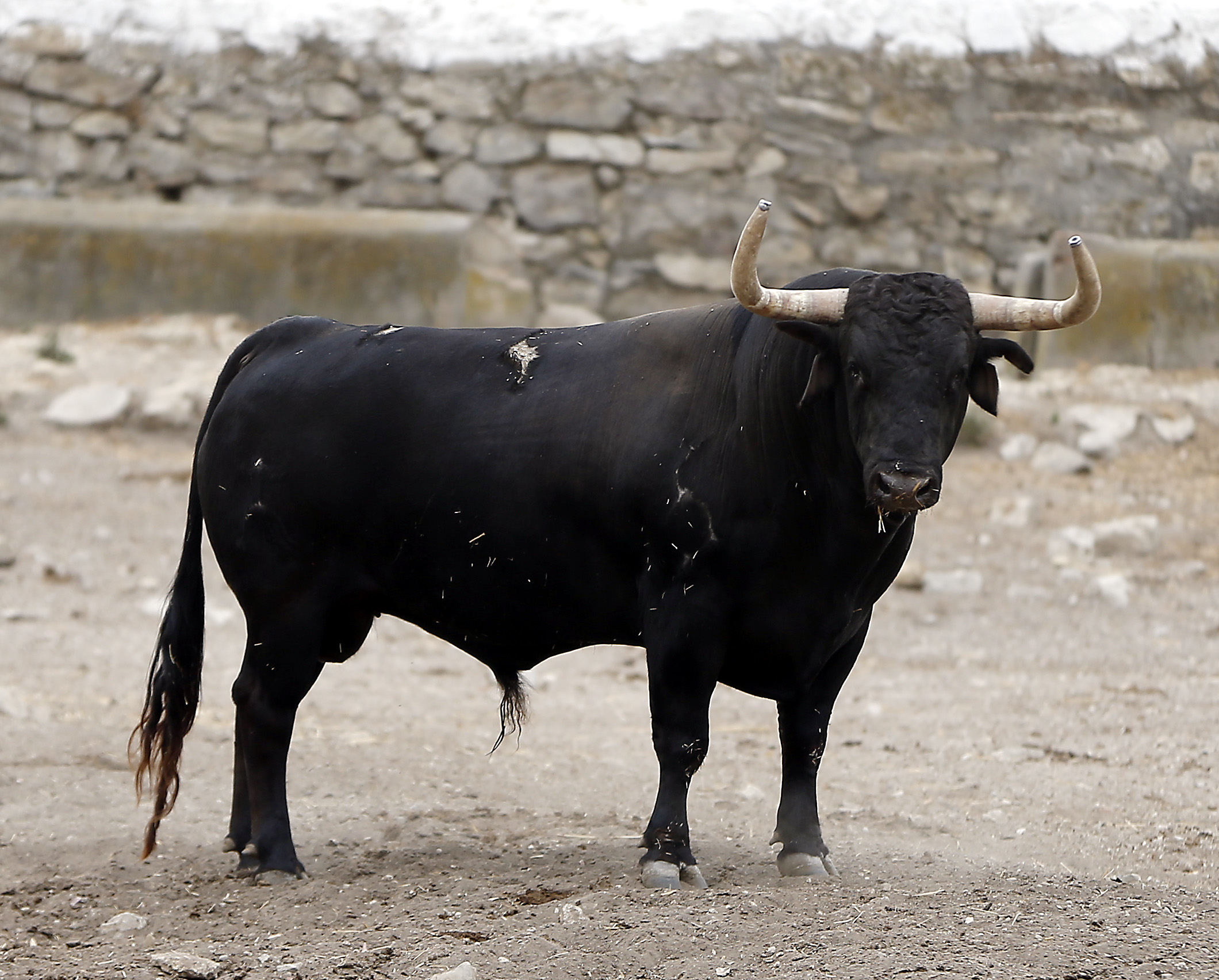 Feria de San Fermín 2019. Toros de Cebada Gago