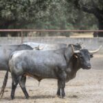 Feria de San Fermín 2019. Toros de José Escolar