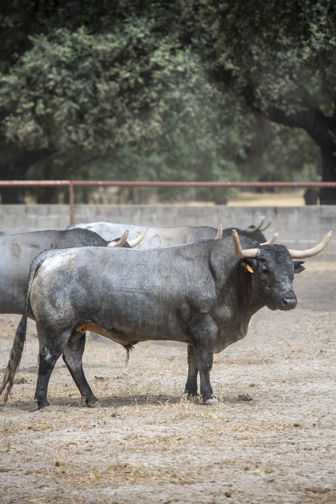 Feria de San Fermín 2019. Toros de José Escolar