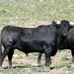 Feria de San Fermín 2019. Toros de La Palmosilla