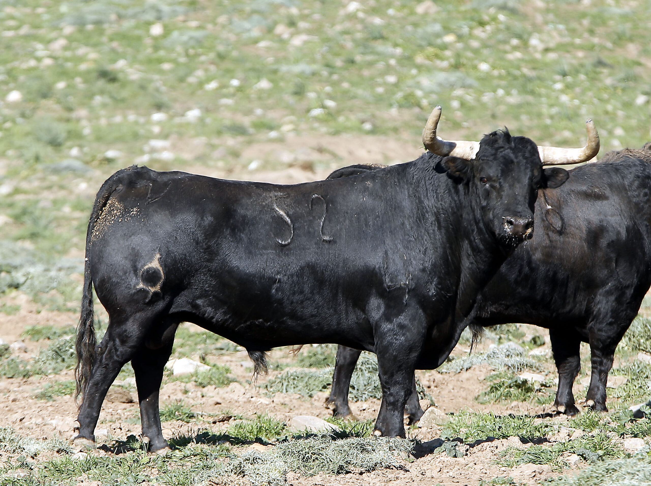 Feria de San Fermín 2019. Toros de La Palmosilla