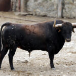 Feria de San Fermín 2019. Toros de Cebada Gago