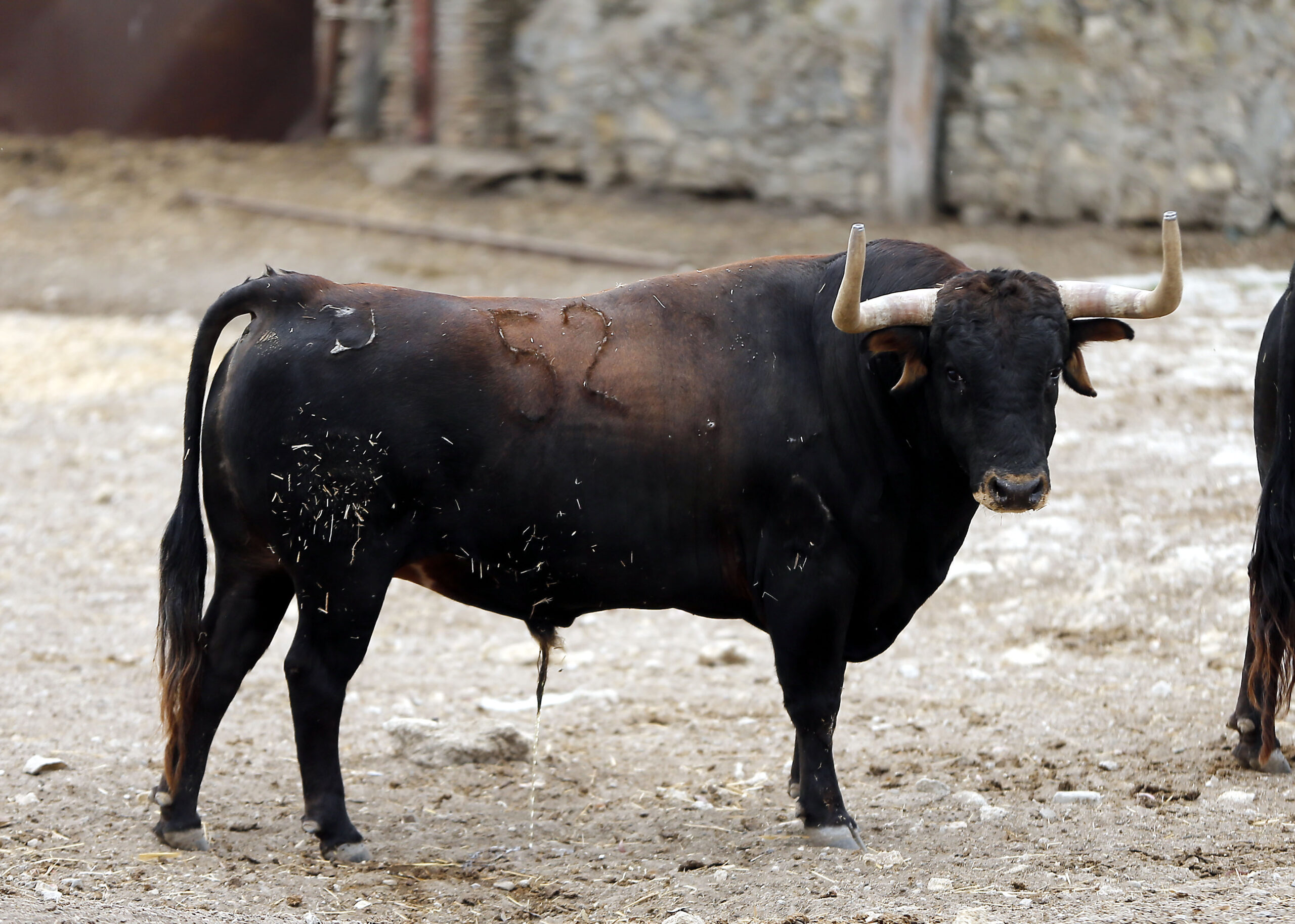 Feria de San Fermín 2019. Toros de Cebada Gago