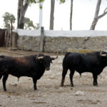 Feria de San Fermín 2019. Toros de Cebada Gago