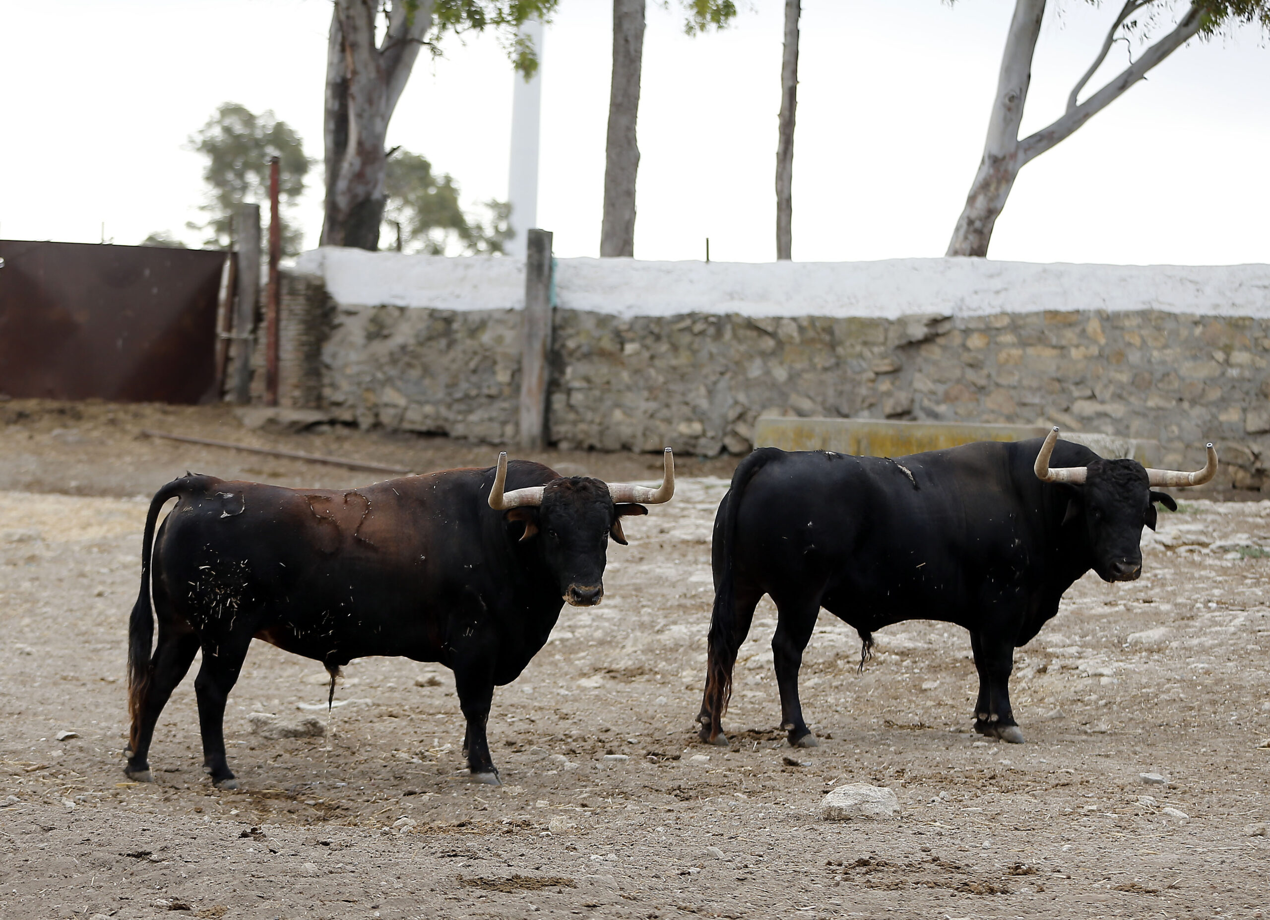 Feria de San Fermín 2019. Toros de Cebada Gago