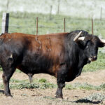 Feria de San Fermín 2019. Toros de La Palmosilla