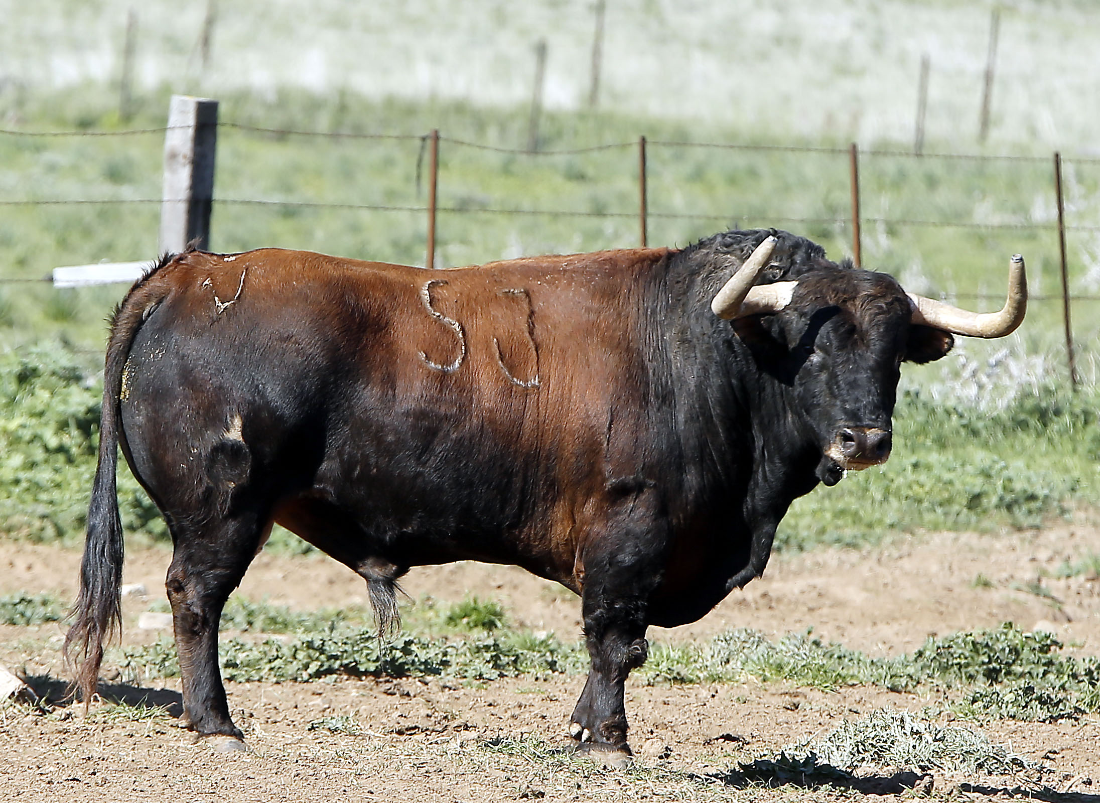 Feria de San Fermín 2019. Toros de La Palmosilla