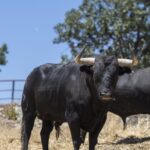 Feria de San Fermín 2019. Toros de Victoriano del Río