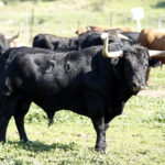 Feria de San Fermín 2019. Toros de La Palmosilla