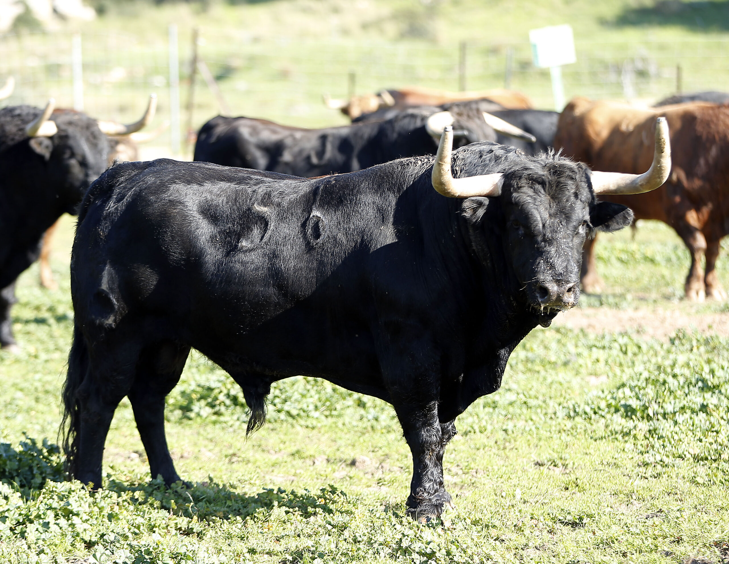 Feria de San Fermín 2019. Toros de La Palmosilla