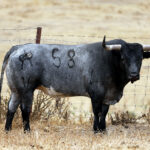 Feria de San Fermín 2019. Toros de Miura
