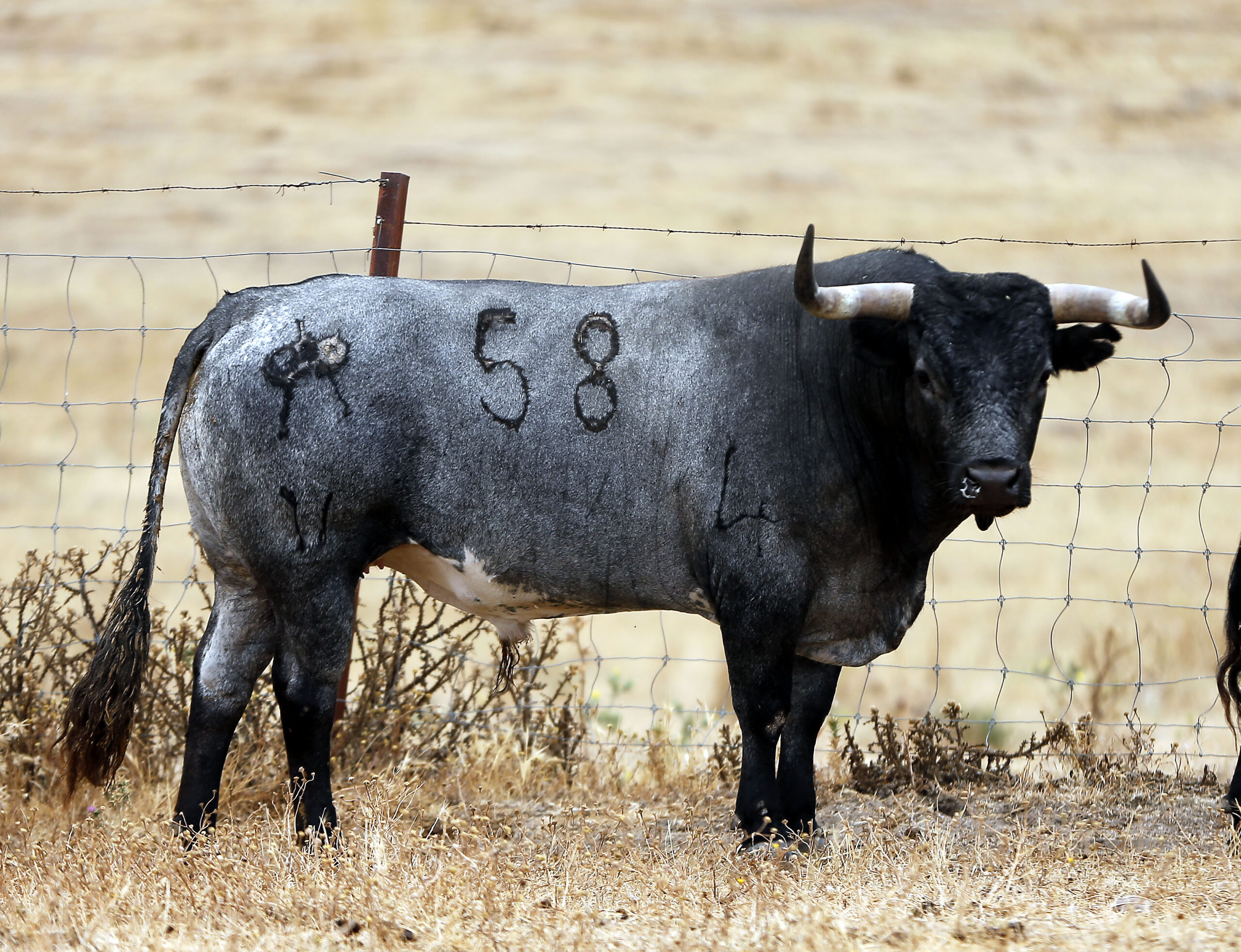 Feria de San Fermín 2019. Toros de Miura
