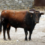 Feria de San Fermín 2019. Toros de Cebada Gago