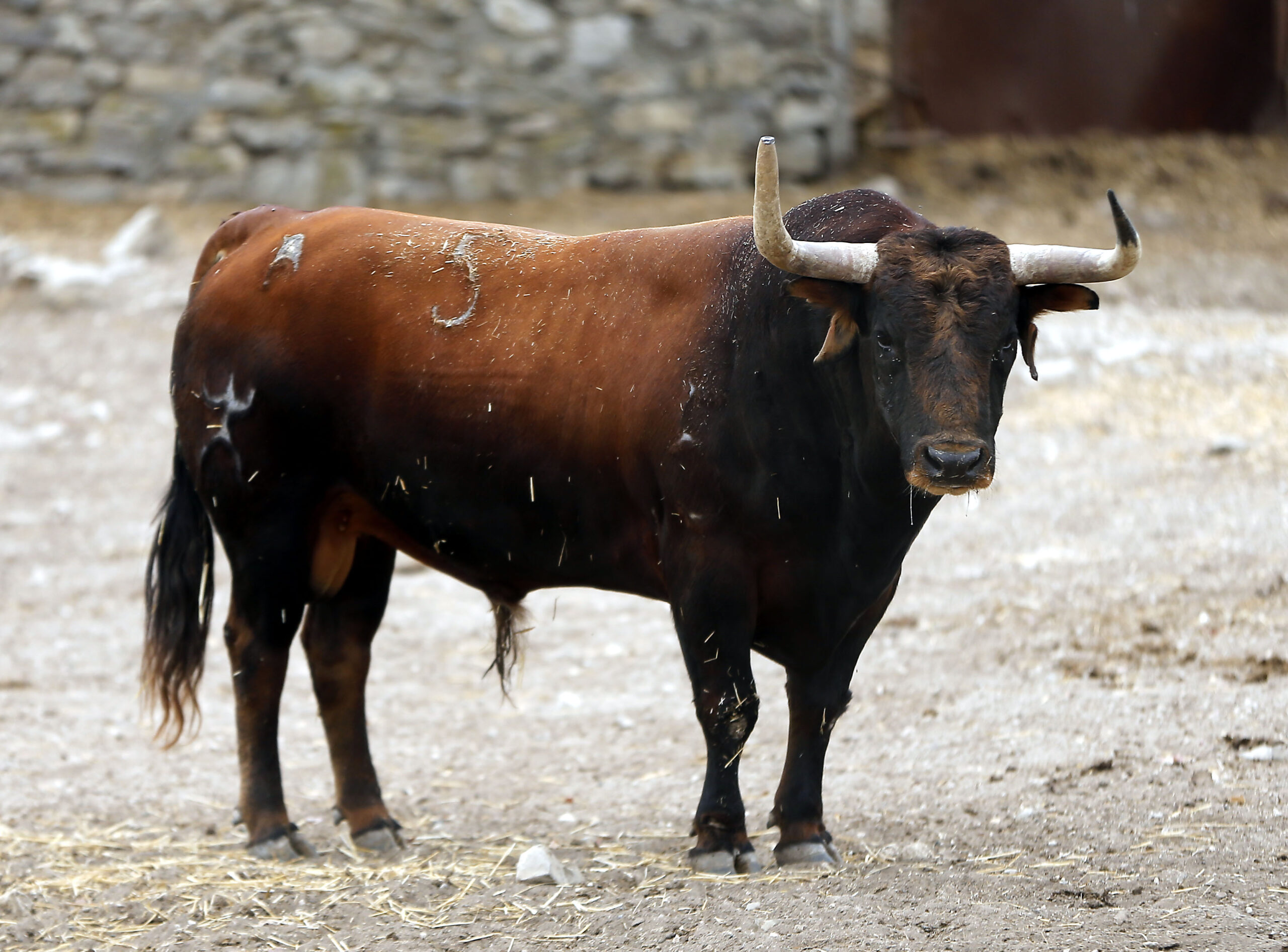 Feria de San Fermín 2019. Toros de Cebada Gago