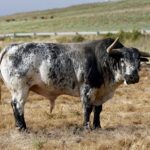 Feria de San Fermín 2019. Toros de Cebada Gago