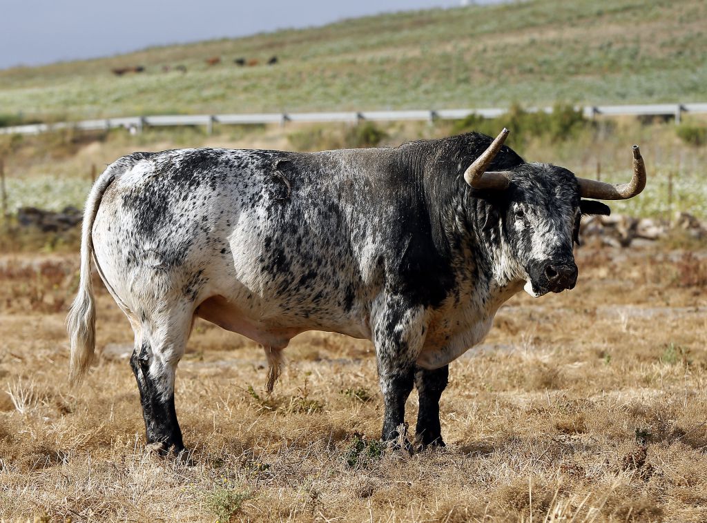 Feria de San Fermín 2019. Toros de Cebada Gago