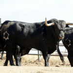 Feria de San Fermín 2019. Toros de Jandilla y Vegahermosa
