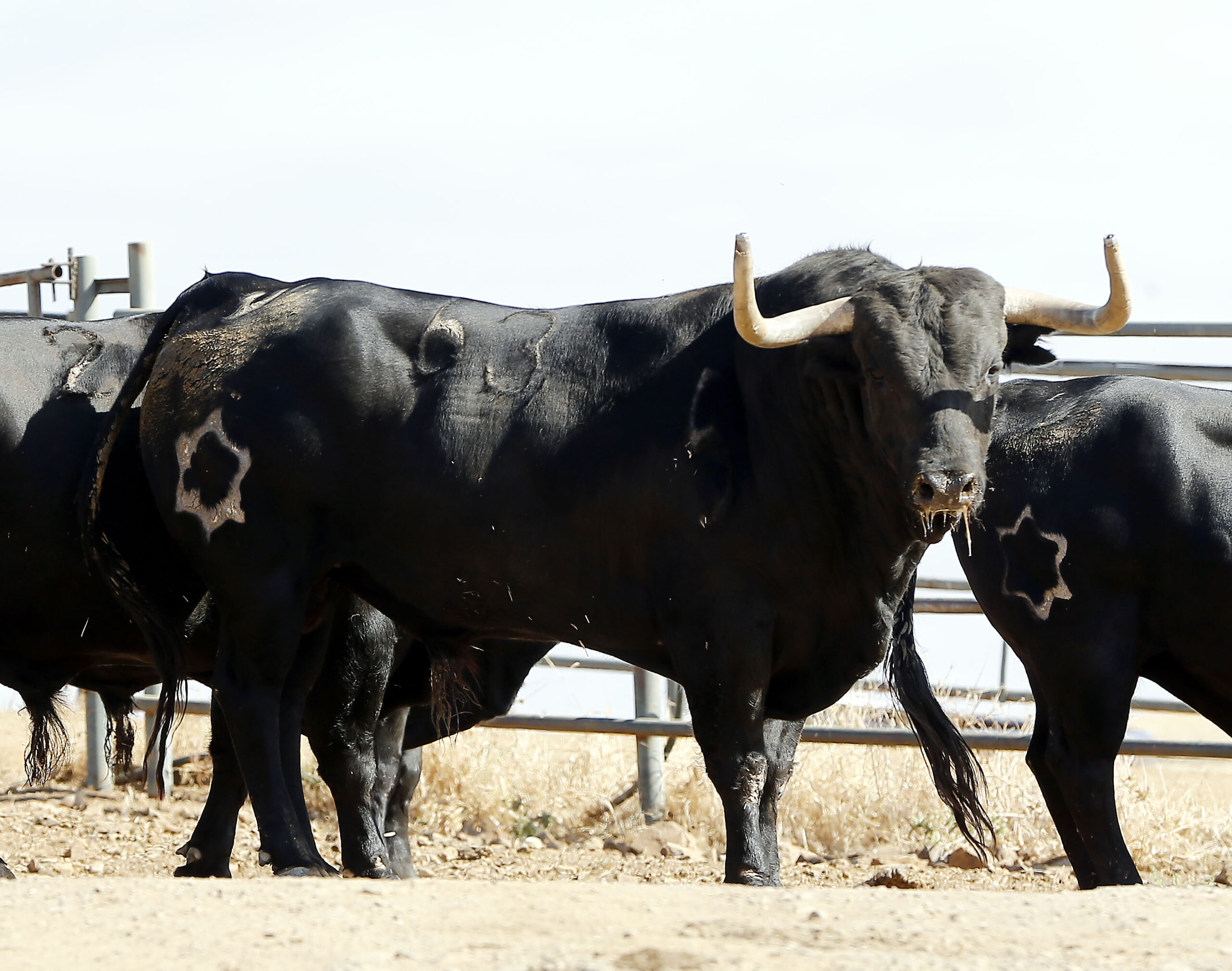 Feria de San Fermín 2019. Toros de Jandilla y Vegahermosa