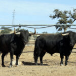 Feria de San Fermín 2019. Toros de Jandilla y Vegahermosa
