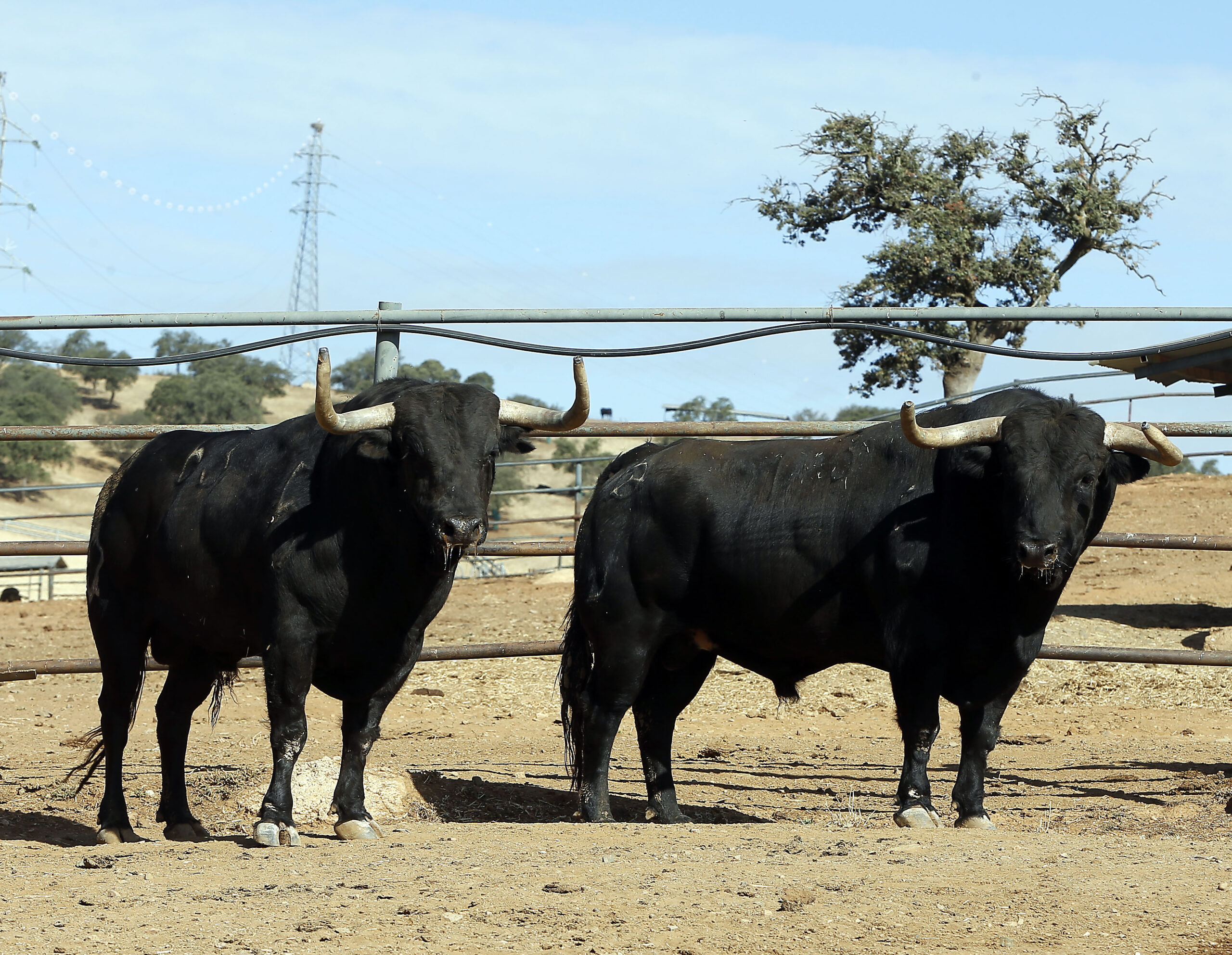 Feria de San Fermín 2019. Toros de Jandilla y Vegahermosa