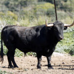 Feria de San Fermín 2019. Toros de La Palmosilla