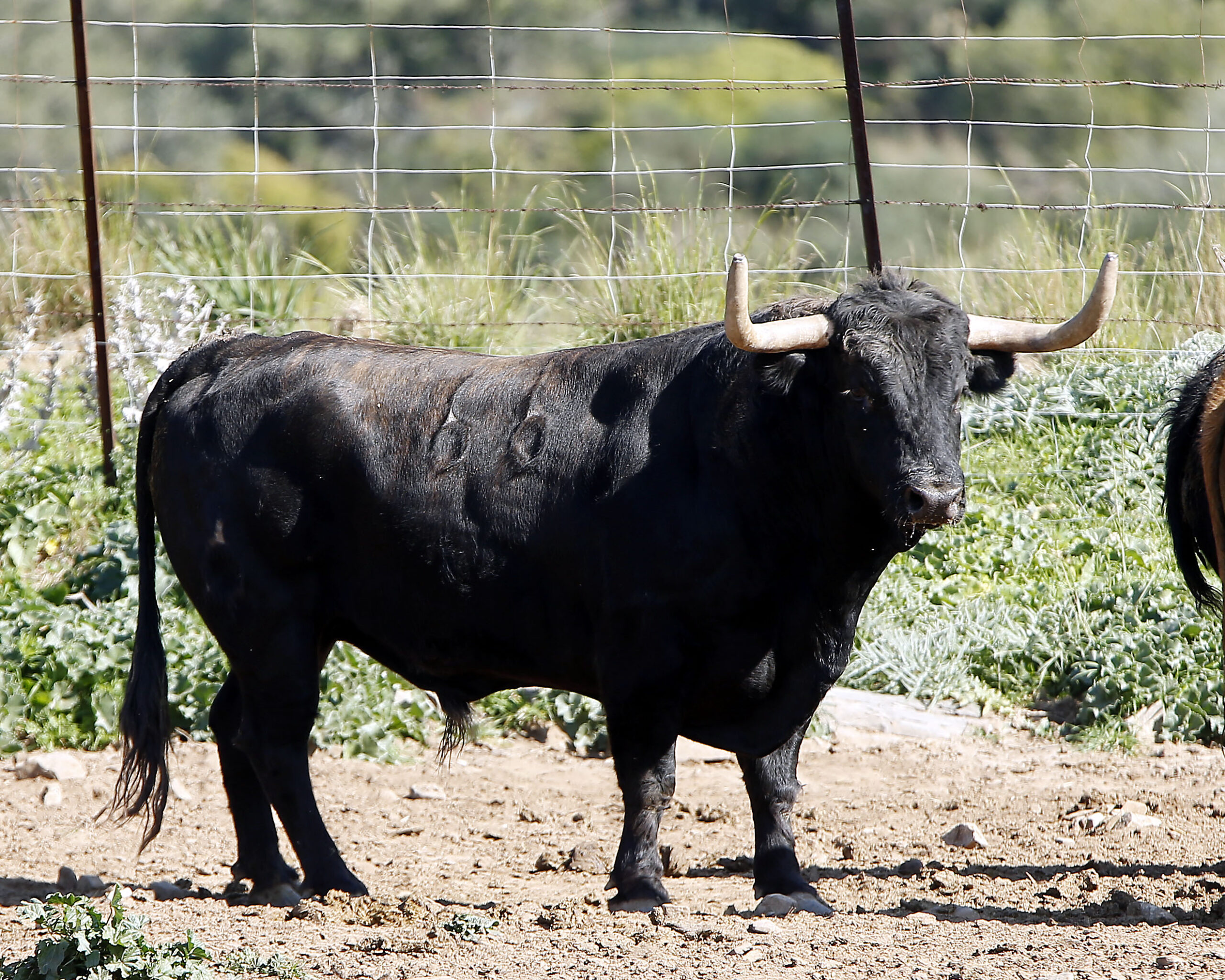 Feria de San Fermín 2019. Toros de La Palmosilla