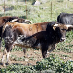 Feria de San Fermín 2019. Toros de La Palmosilla