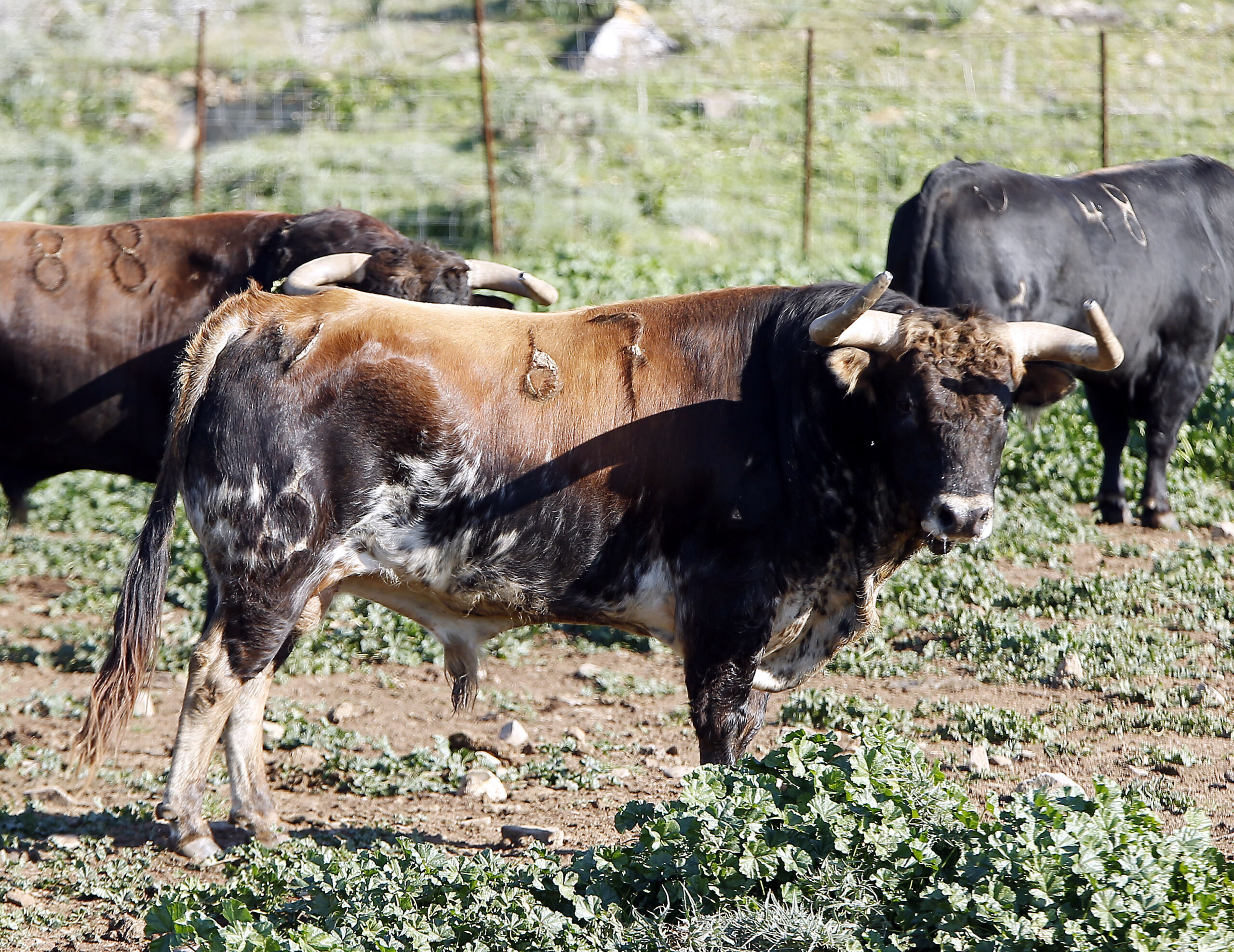Feria de San Fermín 2019. Toros de La Palmosilla