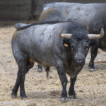 Feria de San Fermín 2019. Toros de José Escolar