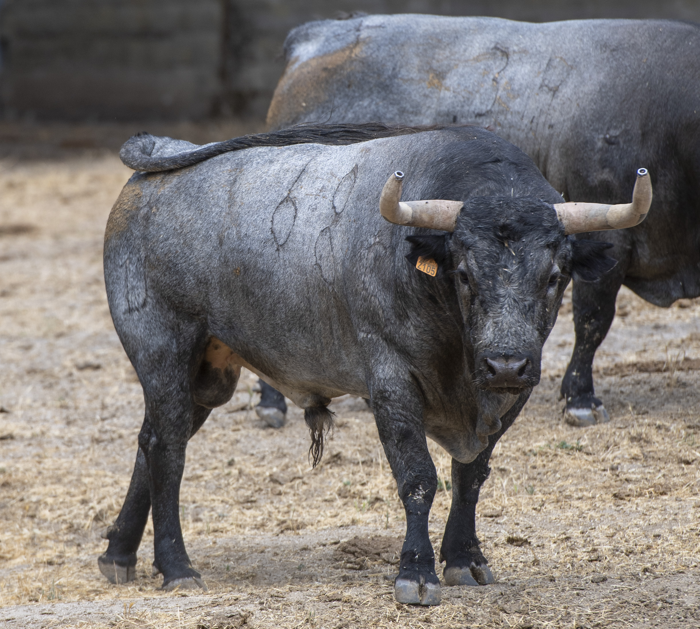 Feria de San Fermín 2019. Toros de José Escolar