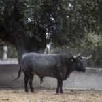 Feria de San Fermín 2019. Toros de José Escolar