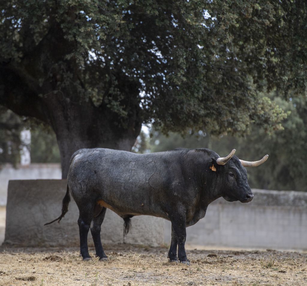 Feria de San Fermín 2019. Toros de José Escolar