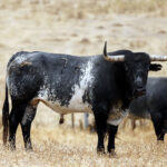 Feria de San Fermín 2019. Toros de Miura