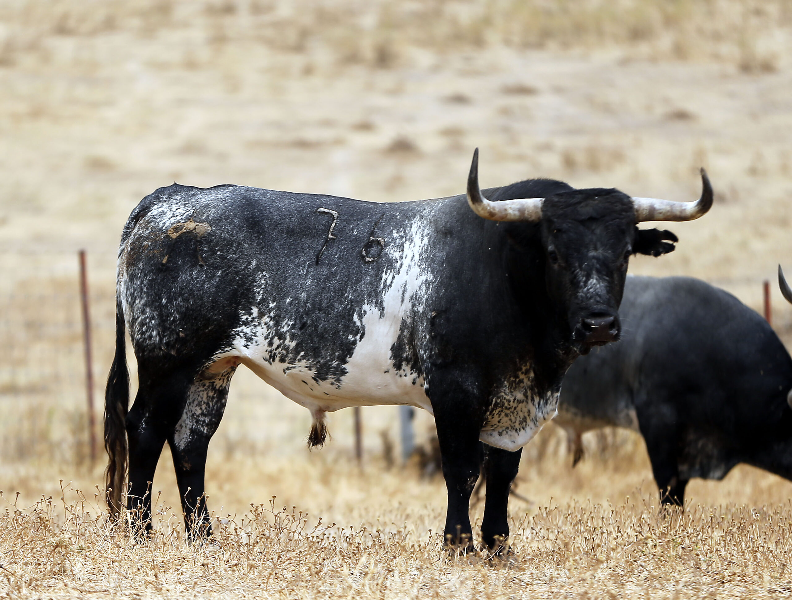 Feria de San Fermín 2019. Toros de Miura